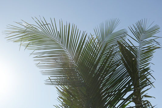 Aceite de Babassu: El Secreto Natural para un Cabello Saludable y una Piel Radiante